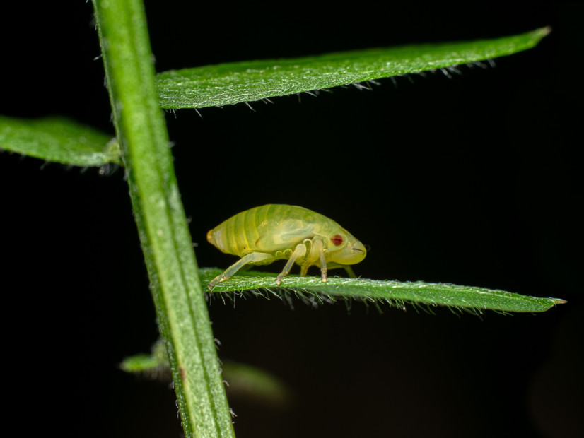 Frédéric Lavoie. Insecta Mundi