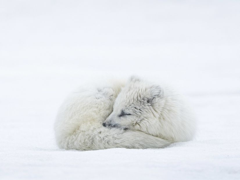 Fascinantes créatures du froid